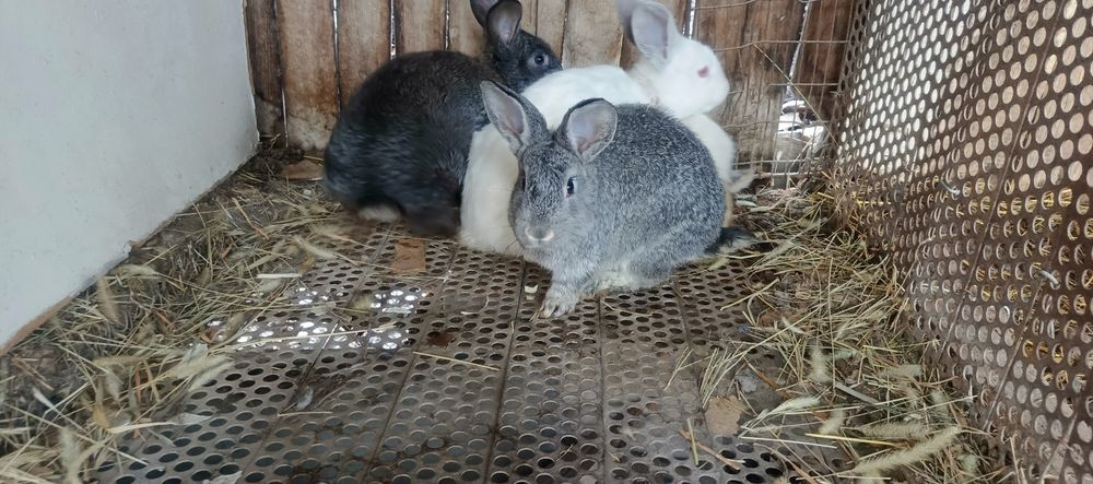 Кролики и крольчата