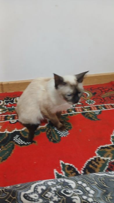 Siamskiy mushugimiz Yaxshi qollarga beramiz