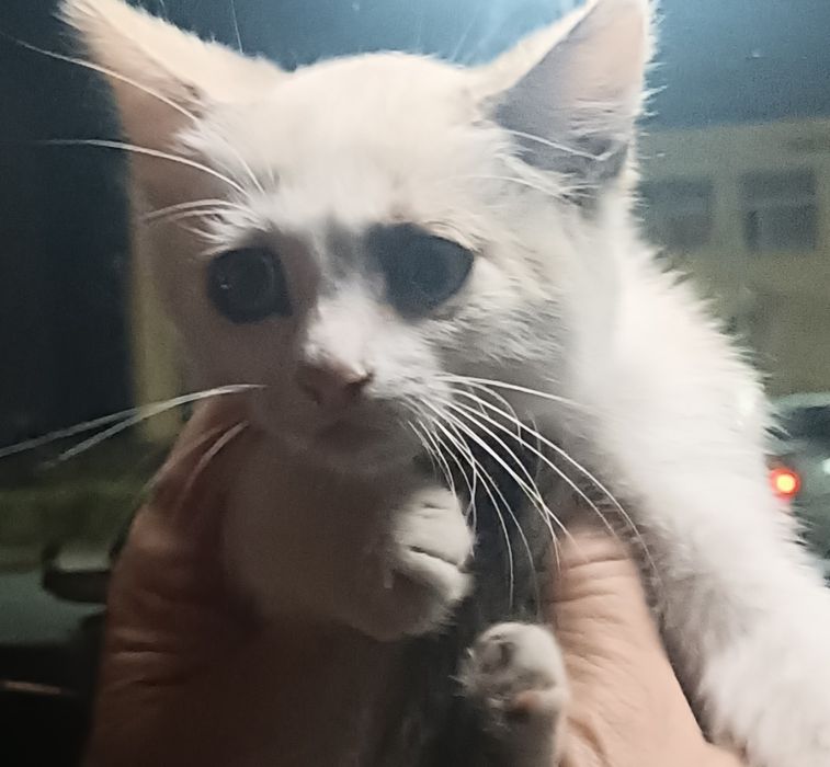 Котенок малыш в добрые ручки