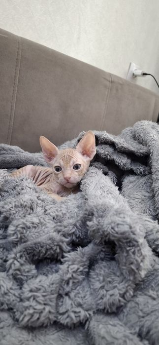 Канадский сфинкс мальчик