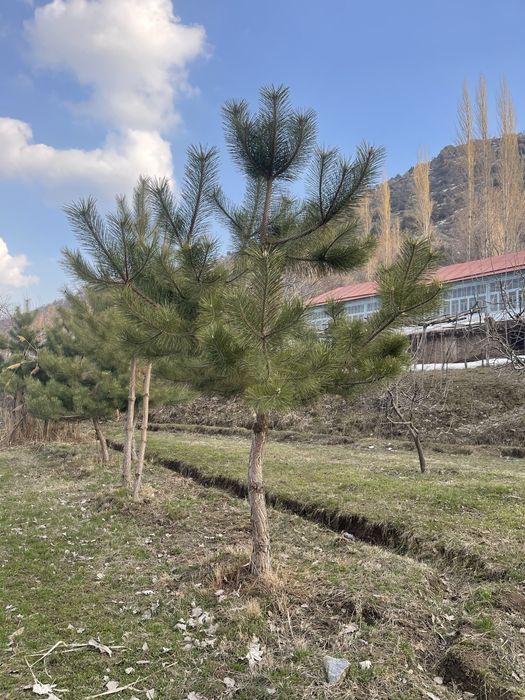 Арча кучатлари сотилади