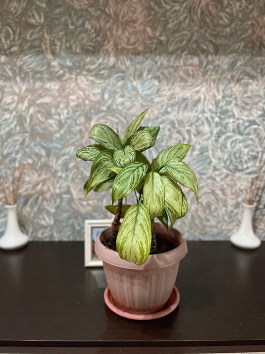 Комнатные растения