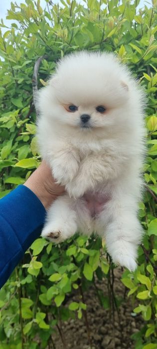 Померан померанче