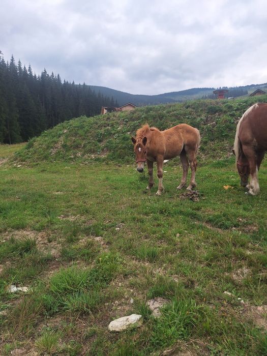 Mânză de 5 luni