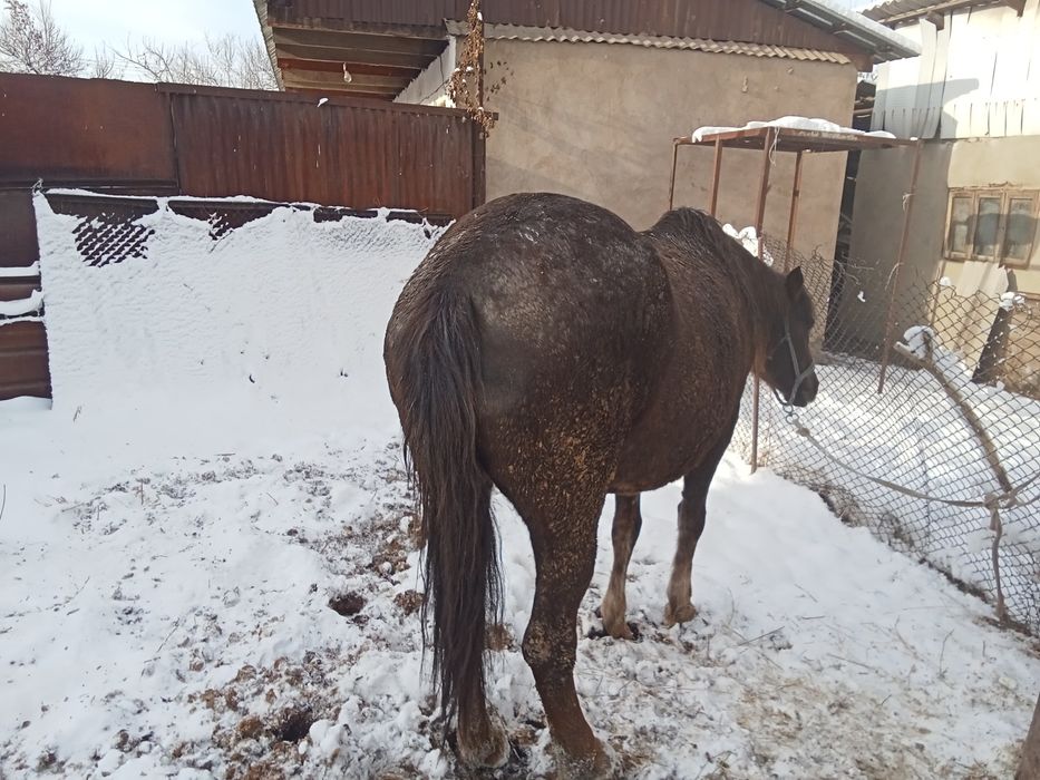 Бие сатылады семиз