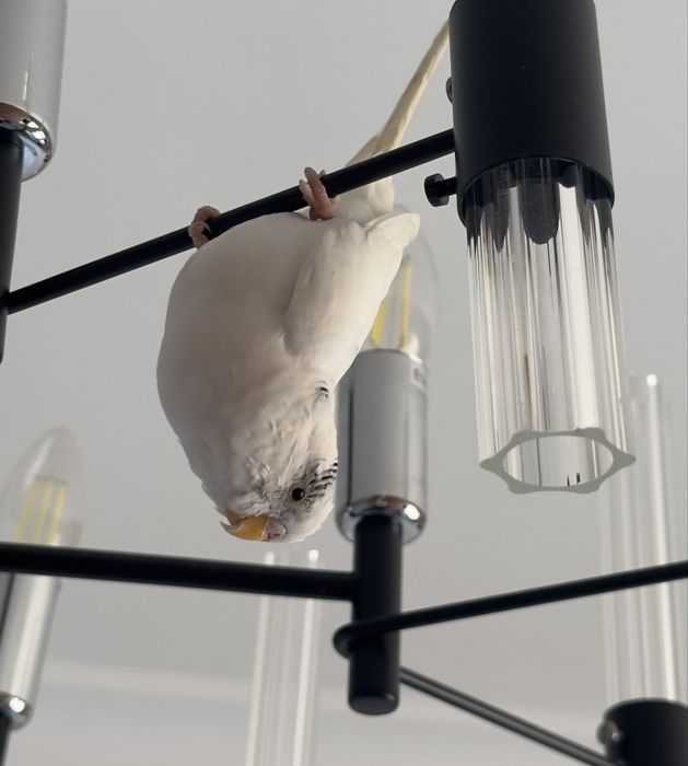 2 попугай с клеткой