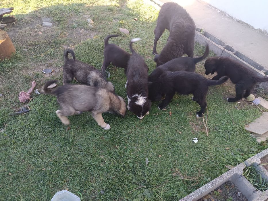 Cateluși ciobanesti adoptie