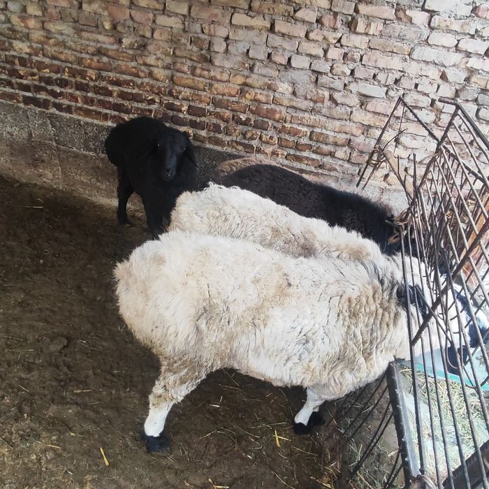 Qo'chqorlar sotiladi