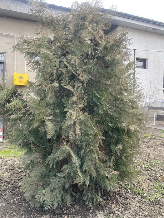 Продам елки, туя не большие декоративные