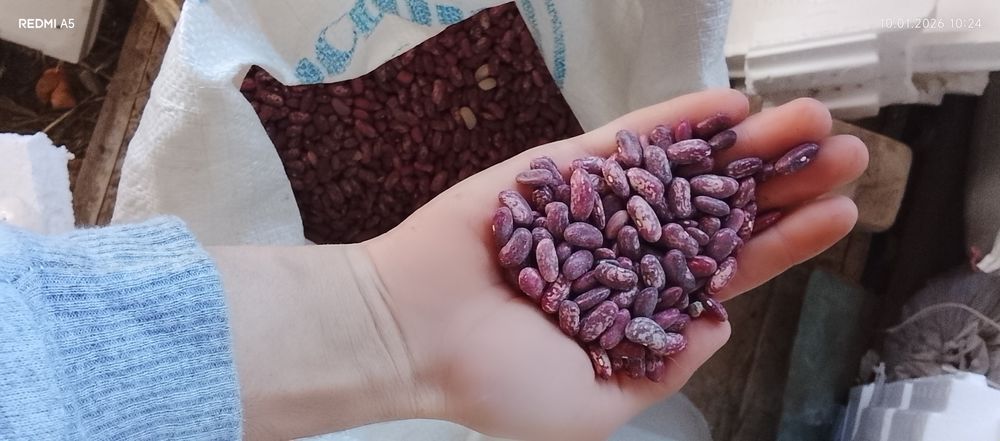 Продаётся фасоль