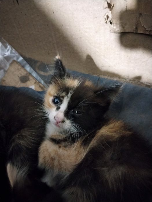 Котята крысыловы