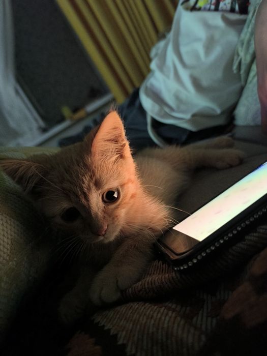 Котёнок в добрые руки