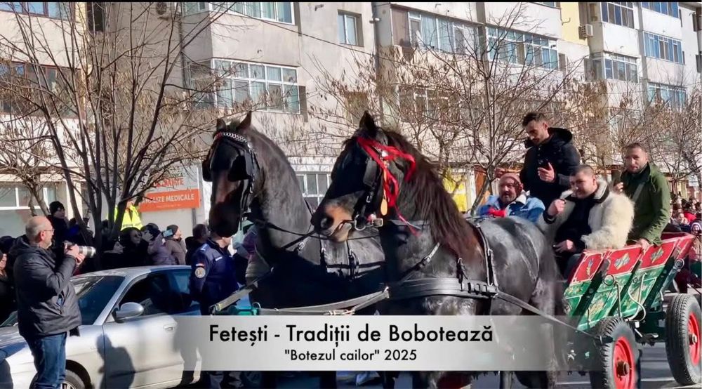 Vand armasar talie mare friz cu trapas