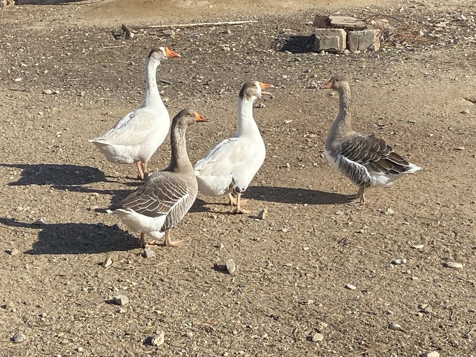 Қаздар сатылады оптом