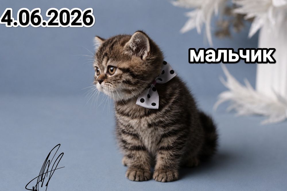 Чистокровный Шотландский Скоттиш Страйт