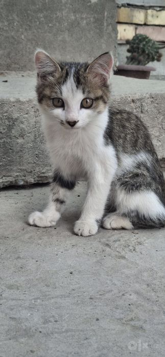 Yaxshi boqadon qizlara bariladi.