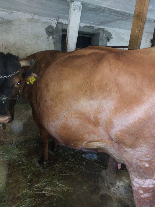 Vând vaca de 5 ani