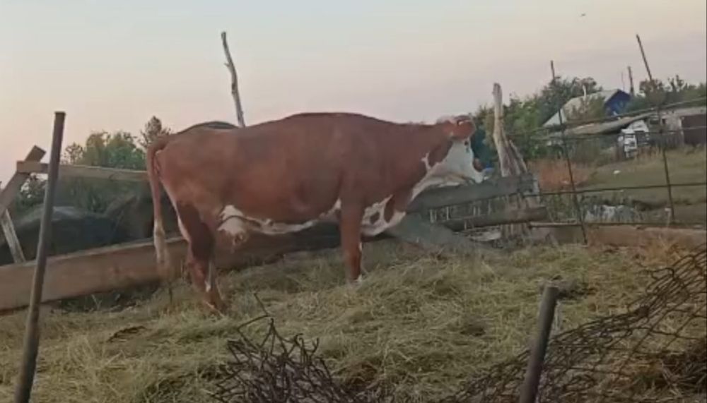 Продам коров дойные