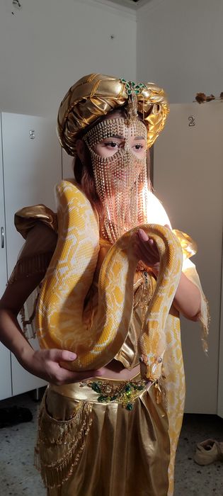 Змея тигровый питон