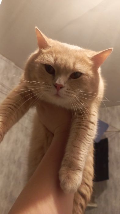 Скоттиш страйт лиловый табби