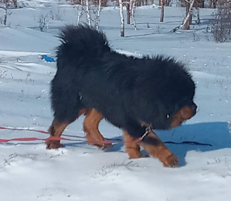 Щенки тибетский мастифа