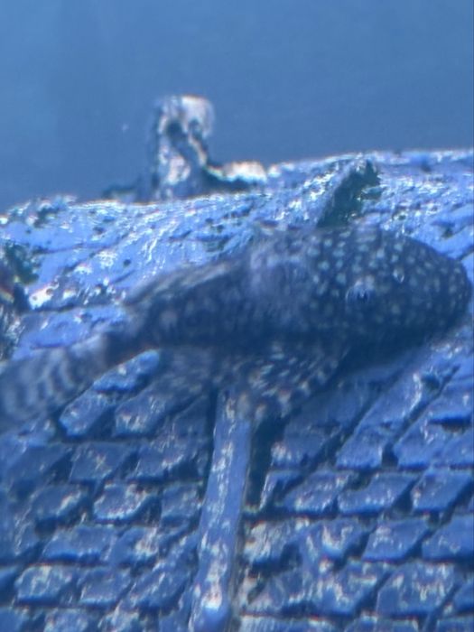 Vand 4 pesti pleco (sanitari): 2 de 5 cm si 2 pui