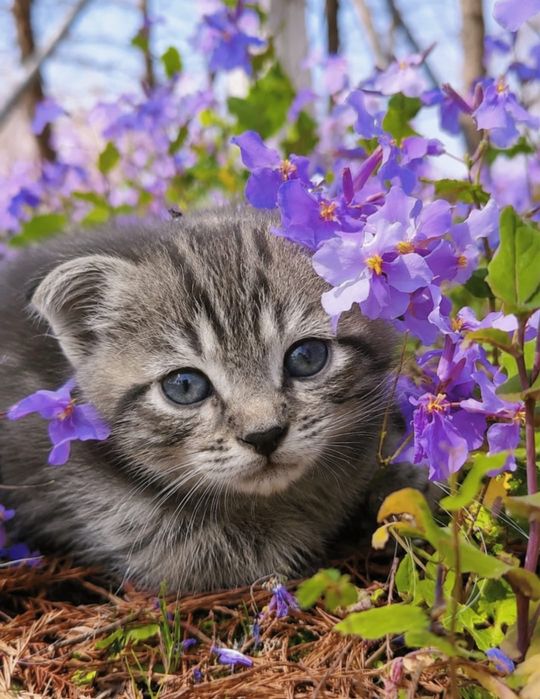 Котята вислоухие