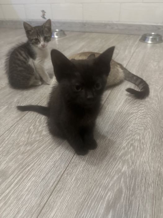 Отдам котят в добрые руки!