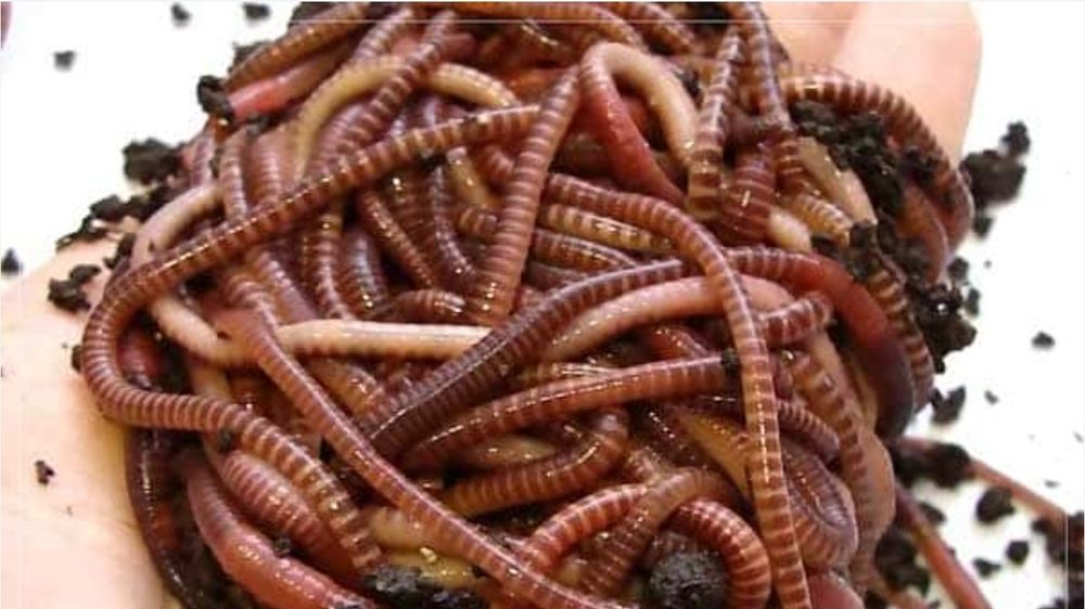 Продам червей для рыбалки