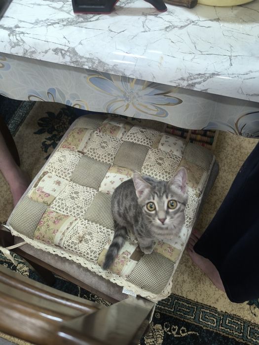 Отдам в добрые руки