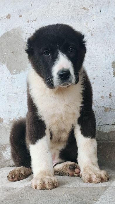 Щенки САО Алабай