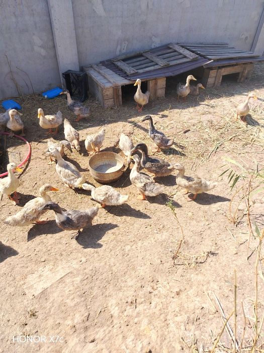 Продам утки молодые