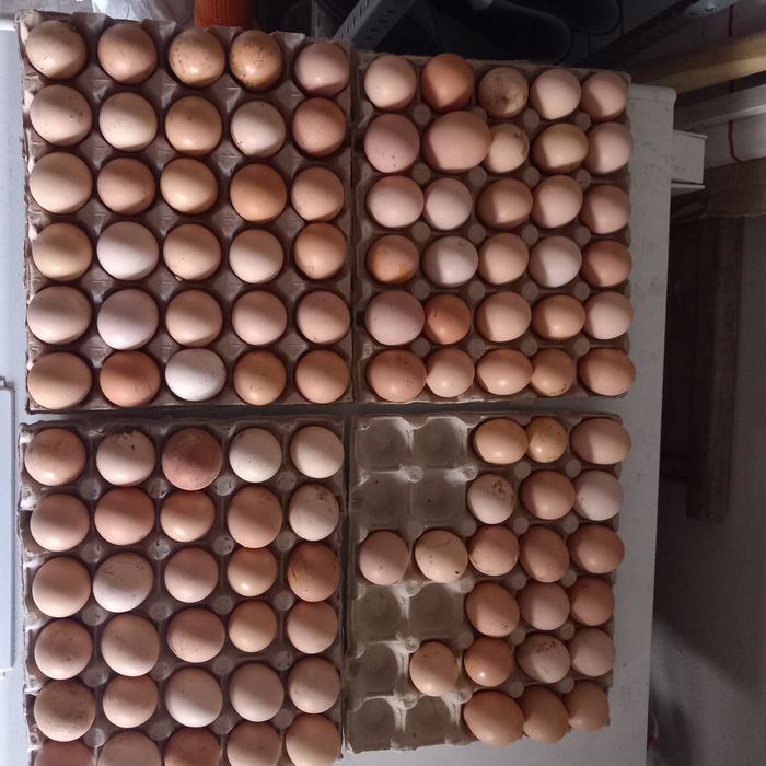 Ouă proaspete de găină de curte – 1,5 lei/buc