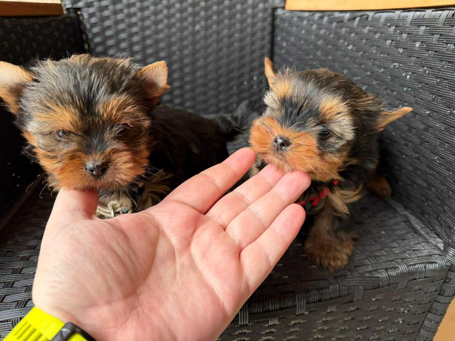 Мини Йоркширски териер