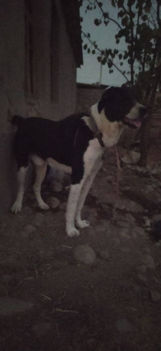 Алабаи,молодой,спабкоиныи.здоровый,бойцовой.молодой,собака.договорная