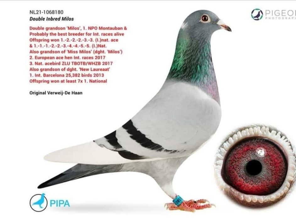 Porumbei voiajori  maraton cu pedigree