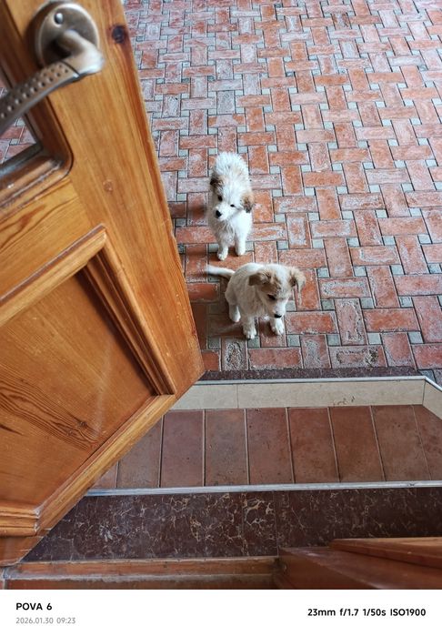 Отдам даром. Собачкы...