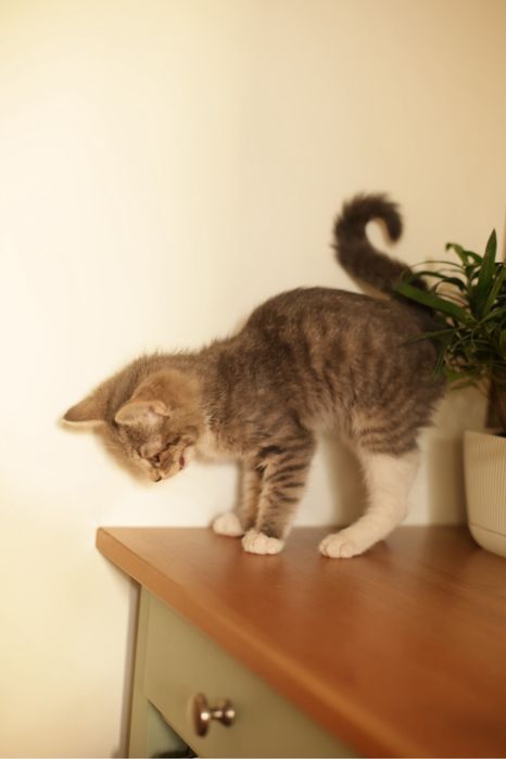 Котенок в добрые руки