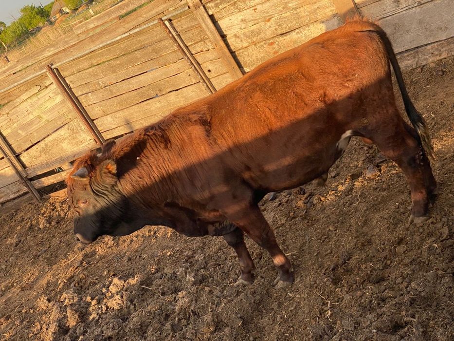 Продам оптом 8 галов крс
