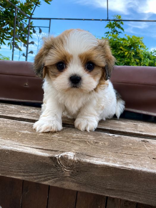 Shih tzu mini toy