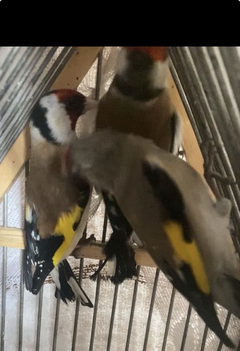 Шеглы на продажу