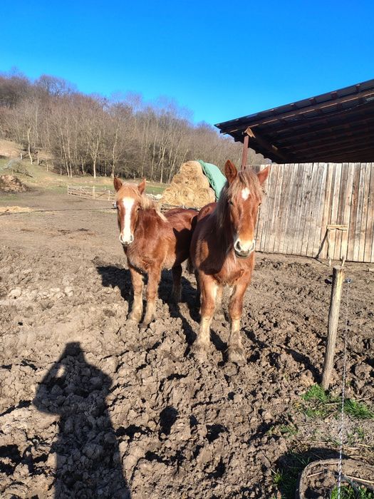 Vând două mânze unde 2 ani și una de 1 an în mai