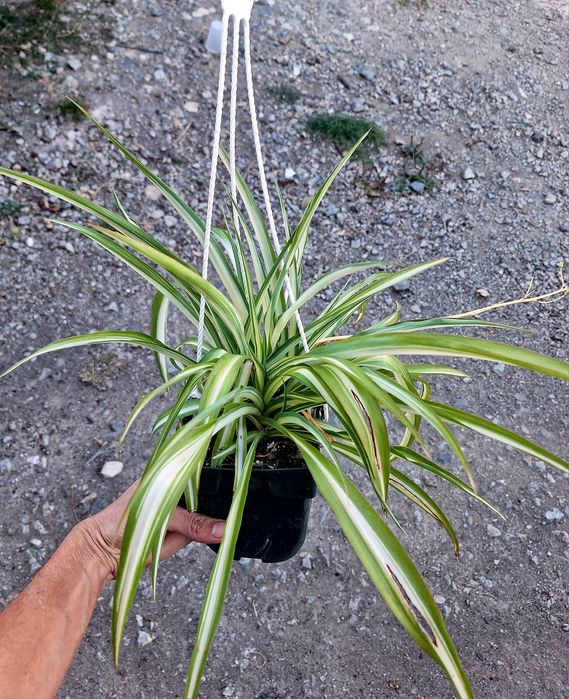 Plante de interior sau de birou