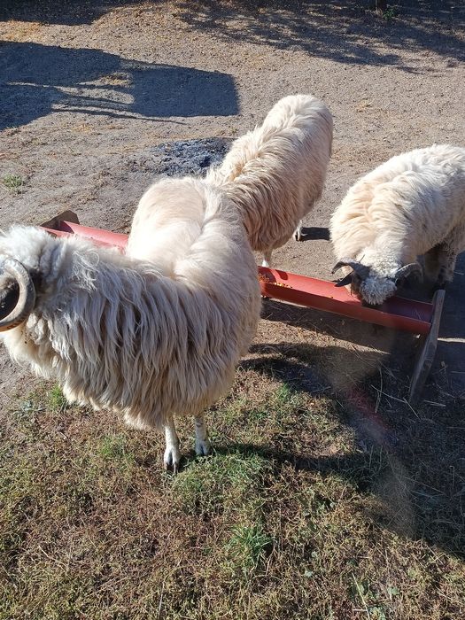 Vând două oi și un berbec