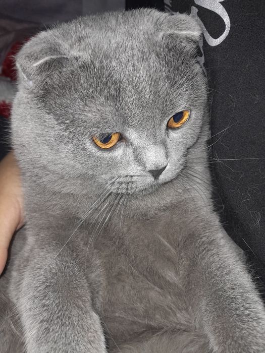 Вязка котик 1.5 года