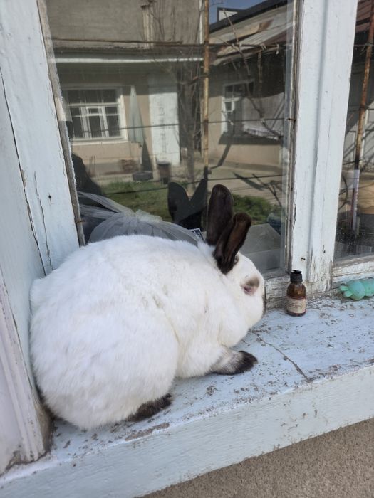 Quyon toza kaliforniya