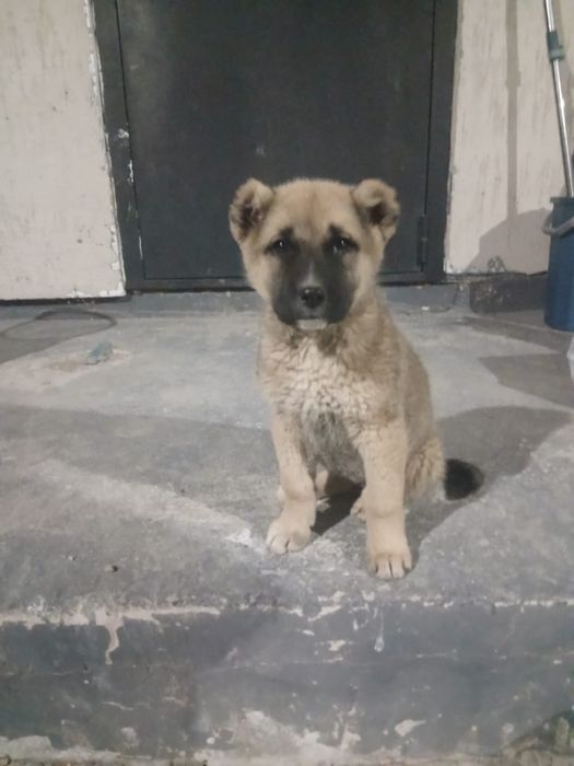 Продается Кангал шенок девочка