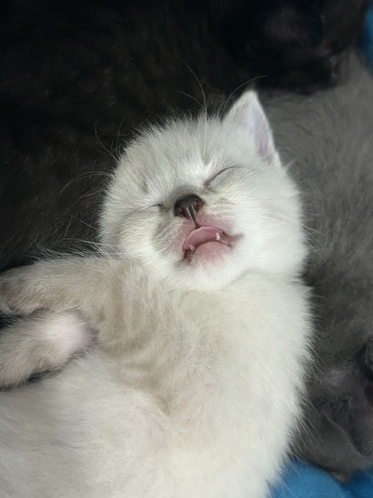 котята бесплатно