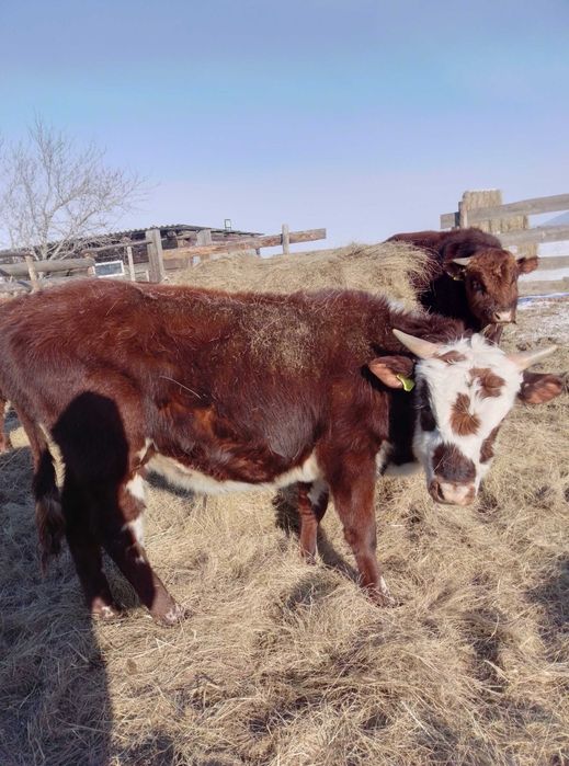 Продам 3х быков годовалые