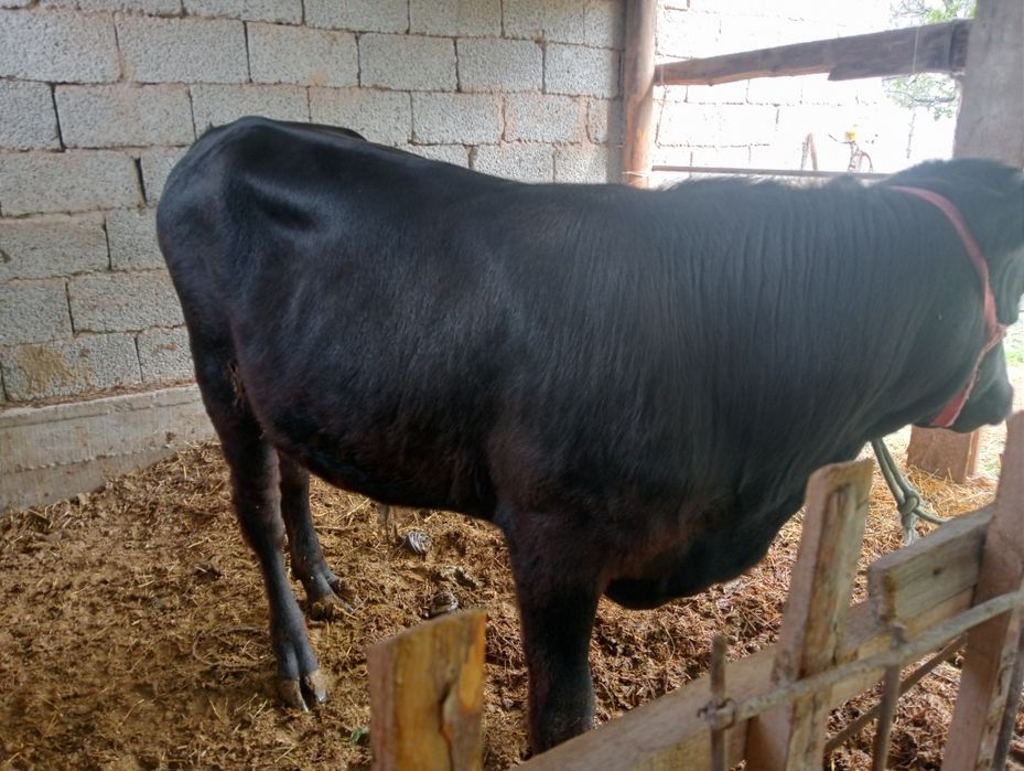 Өгізше сатылады жасына толған